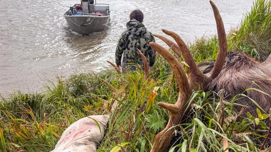 Western backcountry elk hunt, bull elk on river shore, hunter preparing to haul meat using best elk hunting pack and hunting backpack