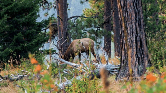 Bull elk grazing in pine forest backcountry, scene for elk hunting with best elk hunting pack